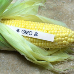 Omg… Is that GMO?