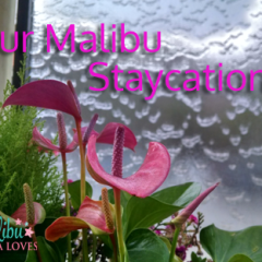 Our Malibu Staycation – Mama Loves Family Travel