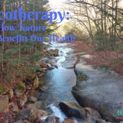 Ecotherapy: How Nature Benefits Our Health